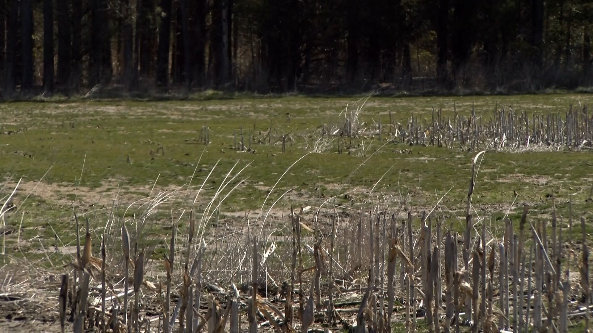 Dead Crops from Saltwater
